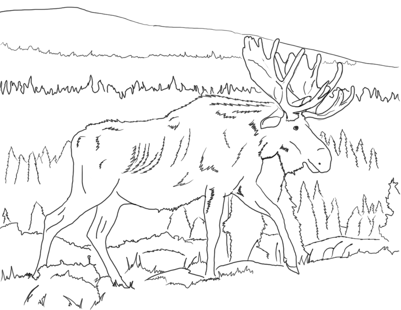 Coloring pages