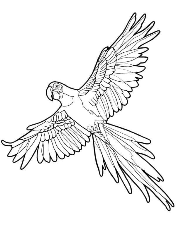 Flying macaw coloring page