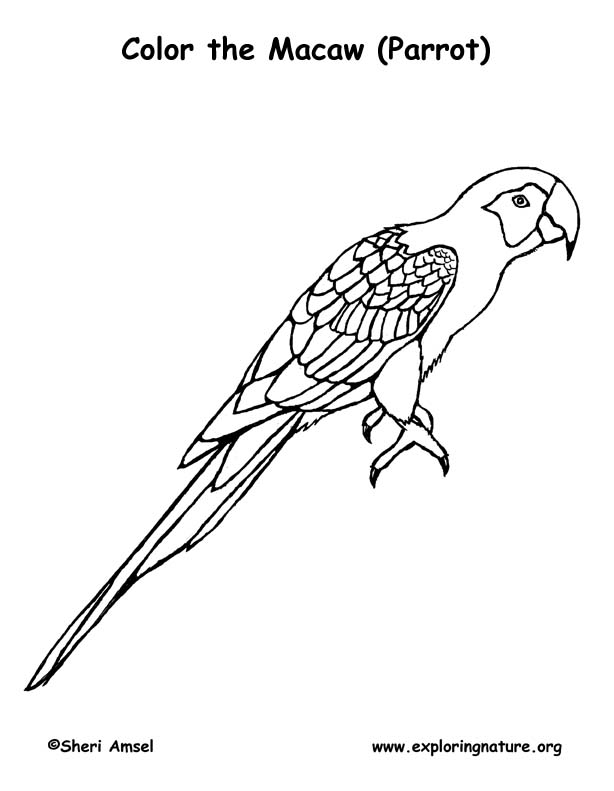 Scarlet macaw coloring page