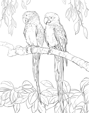 Macaw coloring pages free coloring pages