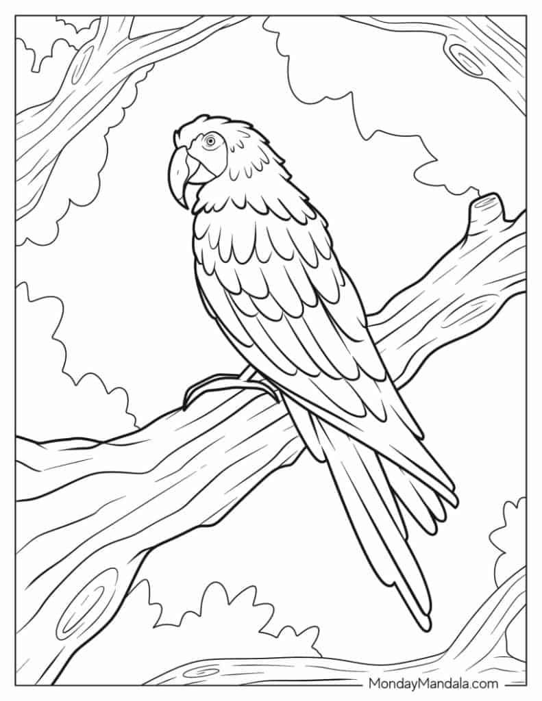 Parrot coloring pages free pdf printables