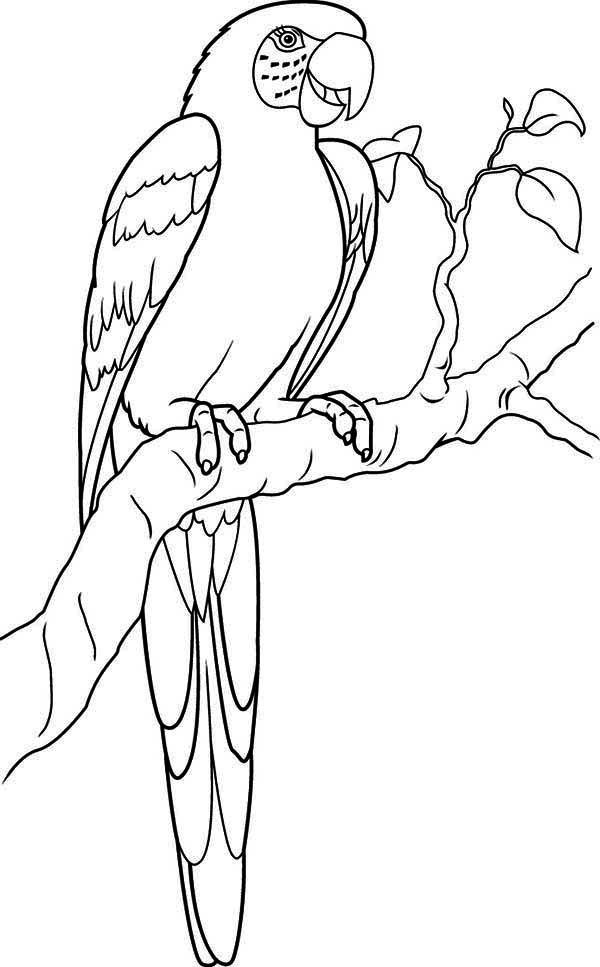 Colorful macaw coloring page