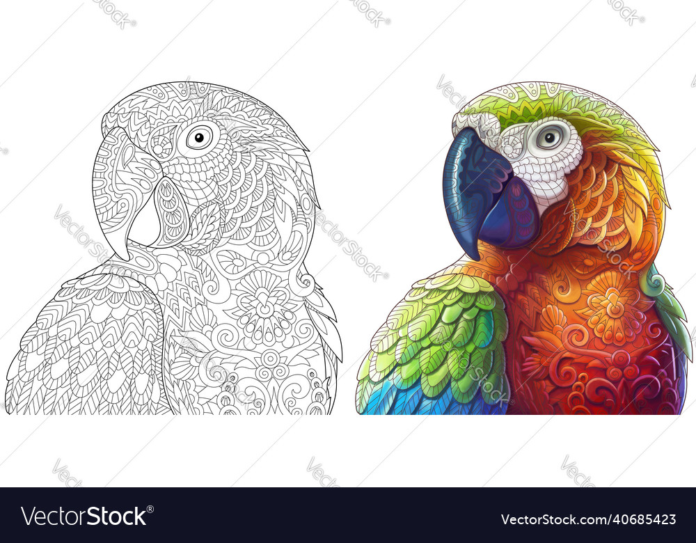 Macaw parrot adult coloring page royalty free vector image