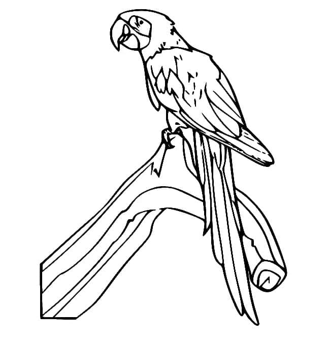 Print parrot coloring page