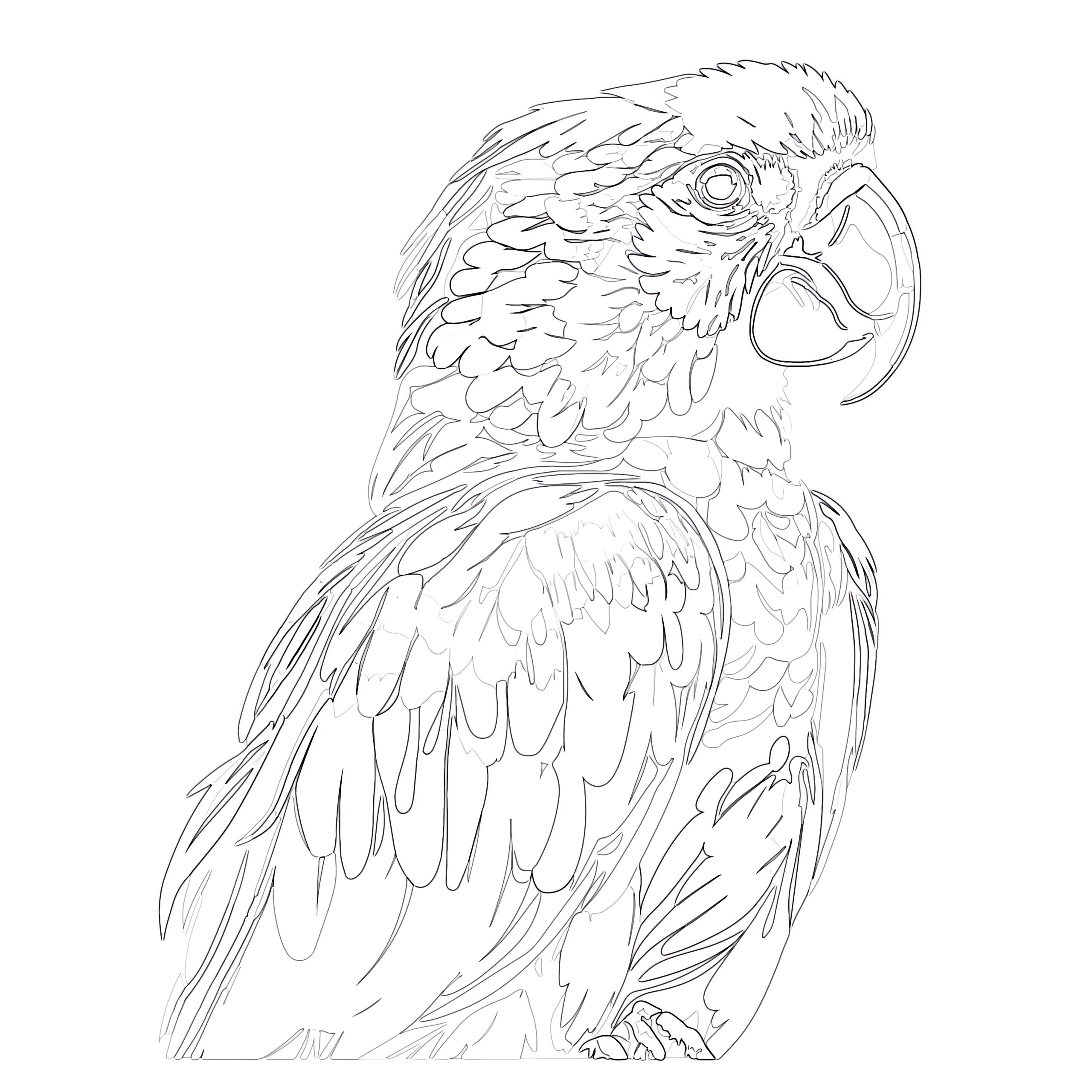 Colorful parrot coloring page