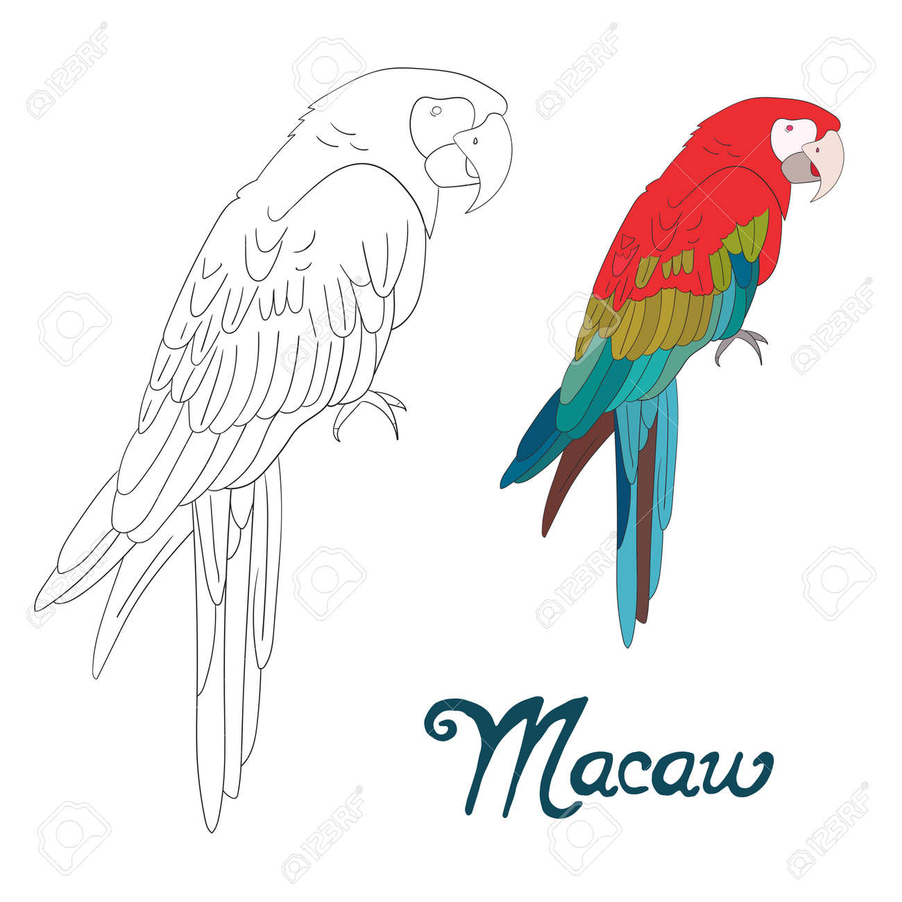 Educational game coloring book macaw bird cartoon doodle hand drawn vector illustration royalty free svg cliparts vectors and stock illustration image