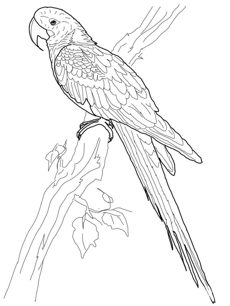 Drawing of a macaw parrot sitting on a branch coloring page