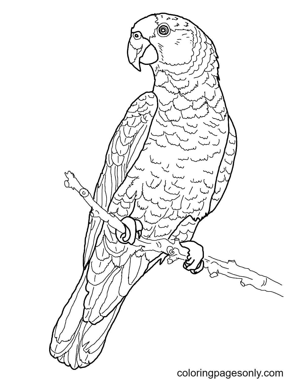 Parrot coloring pages printable for free download