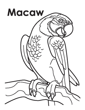 Animal coloring page macaw by megan nedds tpt