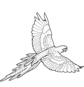 Macaw coloring pages free coloring pages