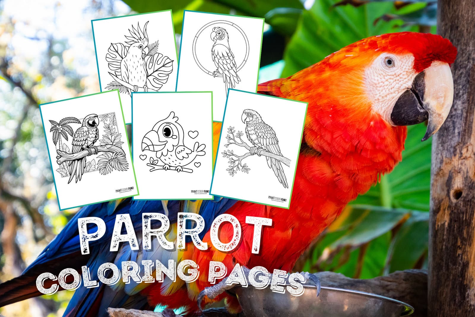 Parrot coloring pages at