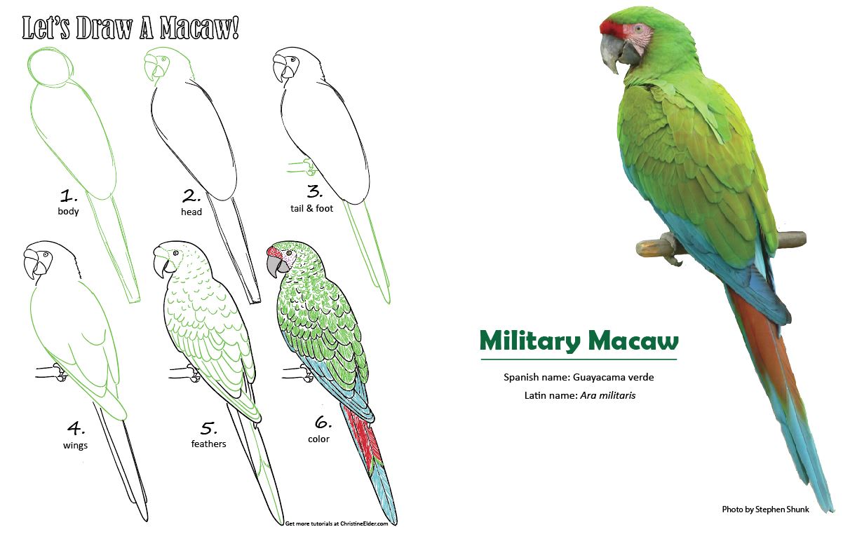 How to draw a macaw