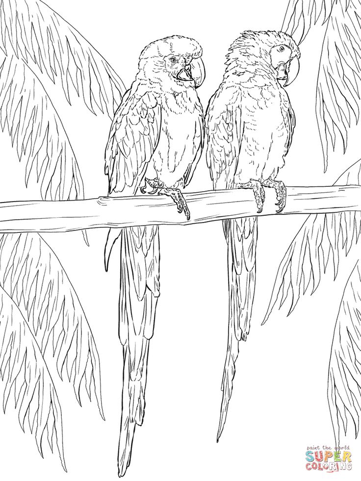 Two scarlet macaws on perch coloring page free printable coloring pages coloring pages bird coloring pages printable coloring pages