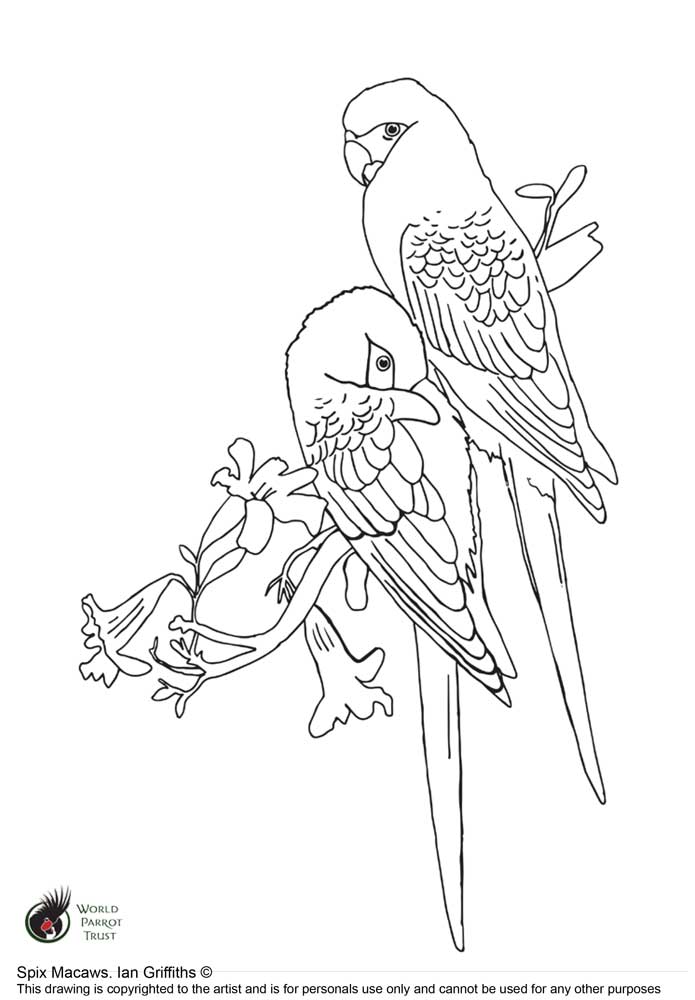 Free colouring page