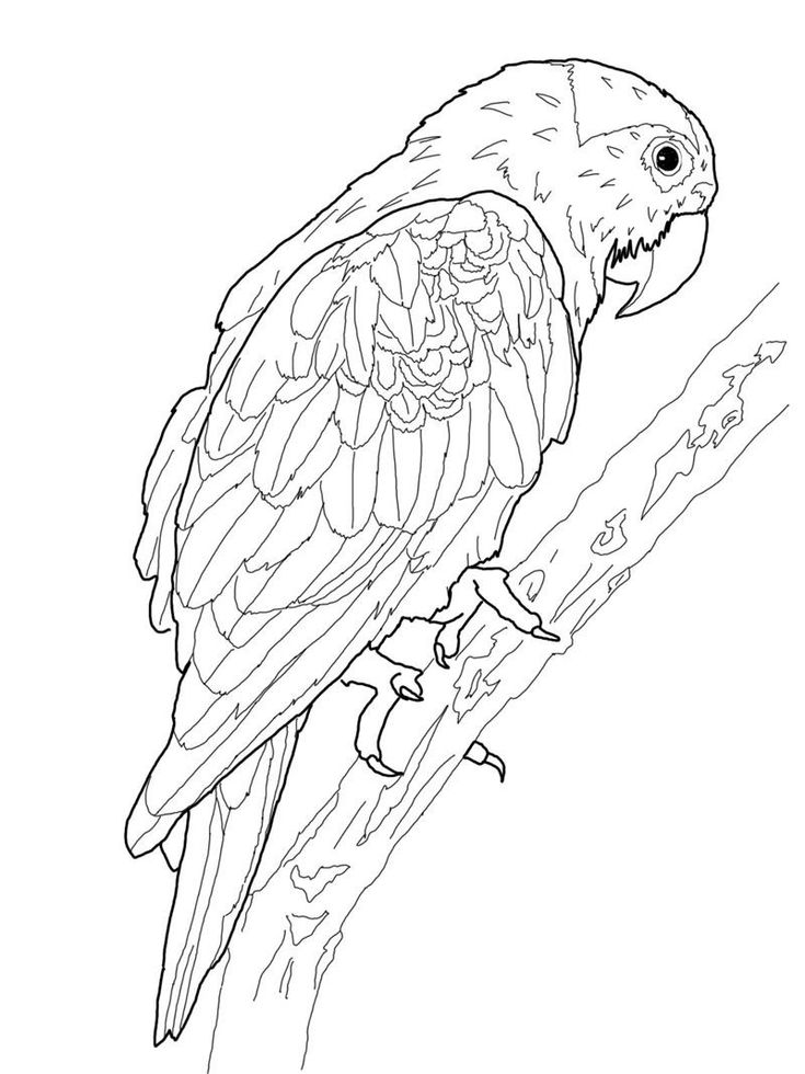 Free printable parrot coloring pages for kids bird coloring pages animal coloring pages coloring pages to print