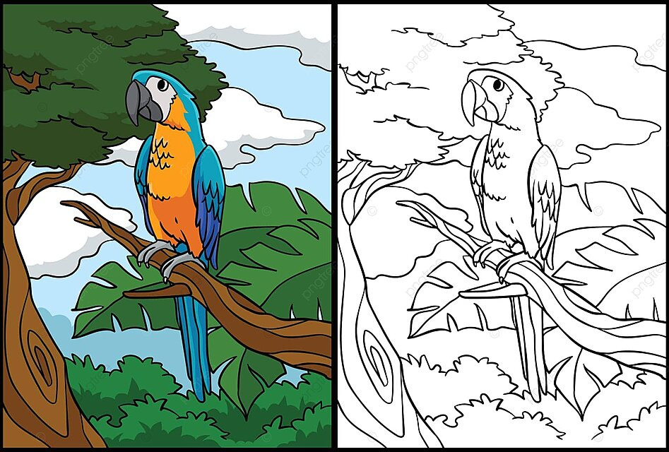 Parrot coloring page colored illustration animal cartoon picture vector car drawing cartoon drawing animal drawing png and vector with transparent background for free download