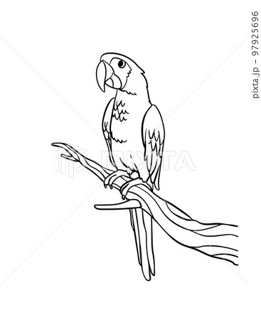 Parrot isolated coloring page for kids