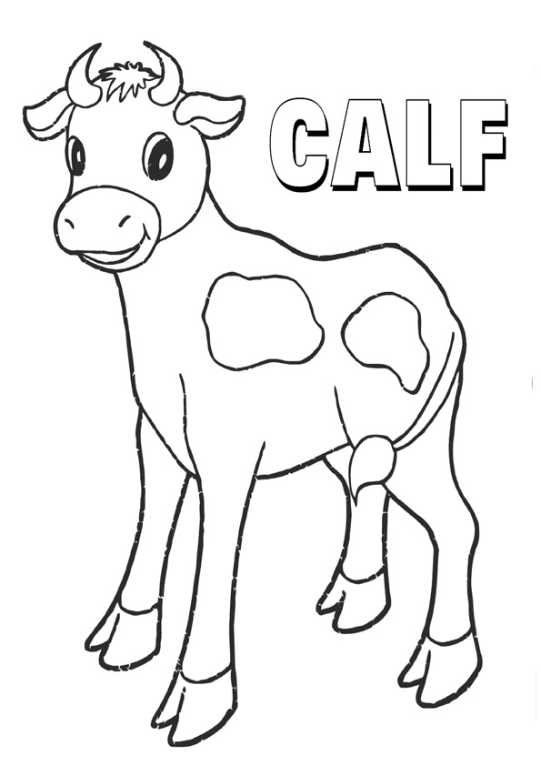 Coloring pages calf coloring pages for kids