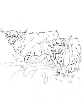 Scottish highland cattle coloring page super coloring highland cattle scottish animals cow coloring pages