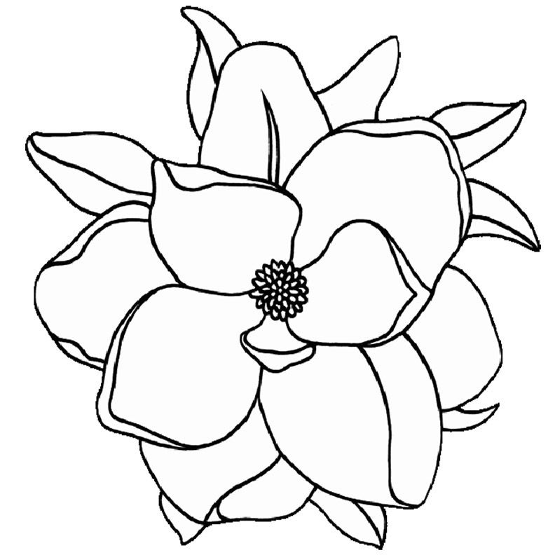 Magnolia coloring pages