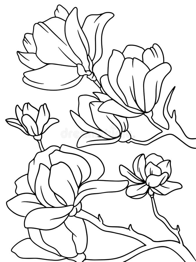 Coloring magnolia stock illustrations â coloring magnolia stock illustrations vectors clipart