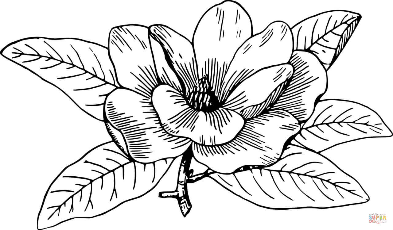 Magnolia coloring page free printable coloring pages