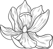 Magnolia coloring pages free coloring pages