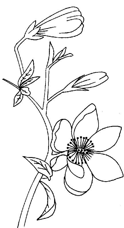 Magnolia coloring pages