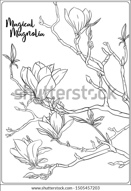 Magnolia tree branch flowers coloring page stock vector royalty free