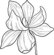 Magnolia coloring pages free coloring pages