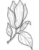 Magnolia coloring pages free coloring pages