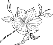 Magnolia coloring pages free coloring pages
