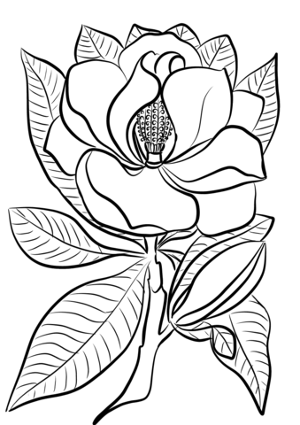 Magnolia coloring page free printable coloring pages