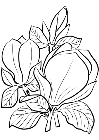 Saucer magnolia coloring page free printable coloring pages