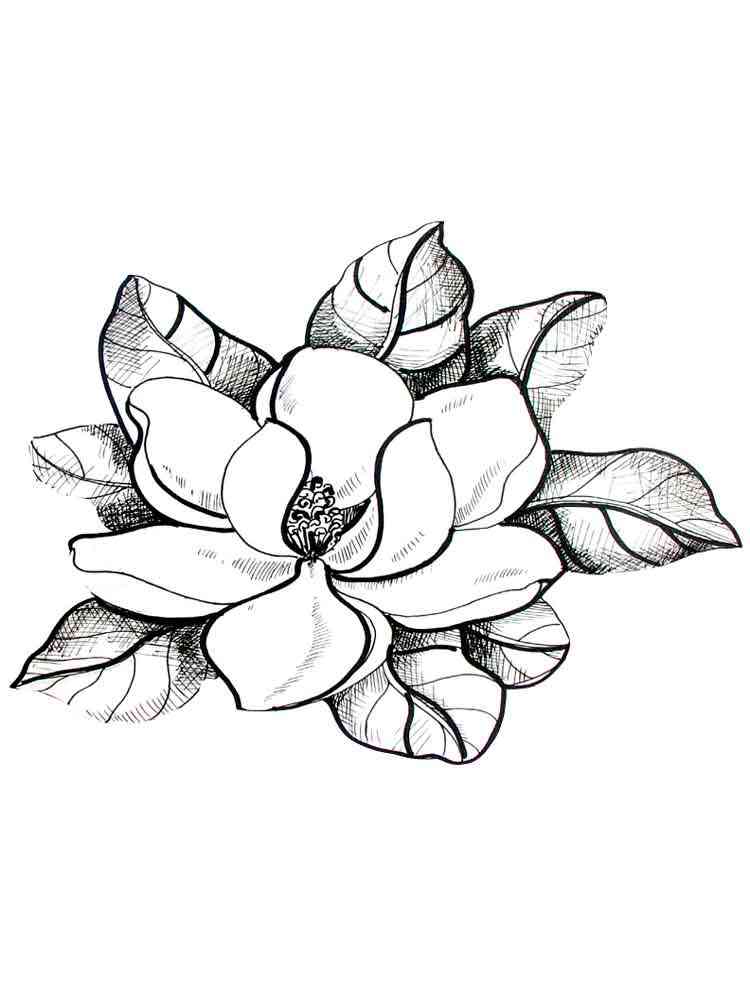 Magnolia coloring pages