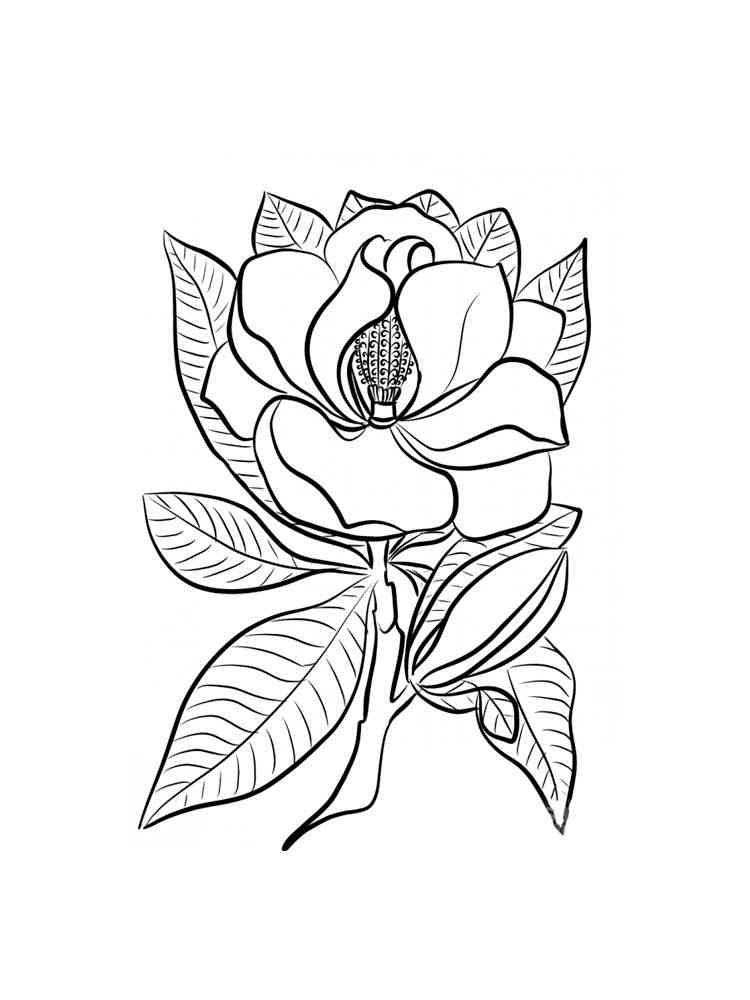 Magnolia coloring pages