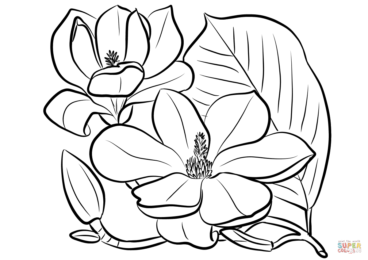 Southern magnolia coloring page free printable coloring pages coloring pages flower coloring pages magnolia flower