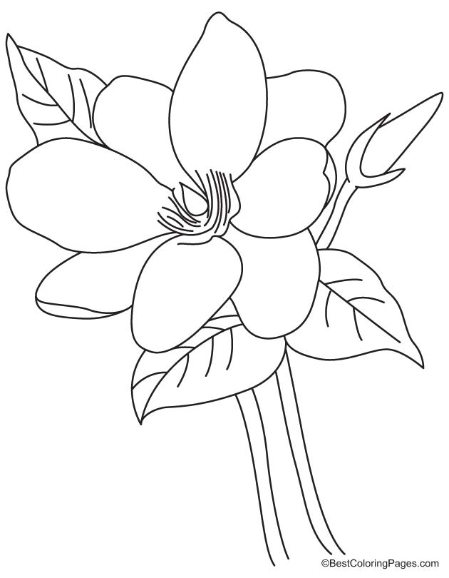 Magnolia flower coloring page download free magnolia flower coloring page for kids best coloring pages