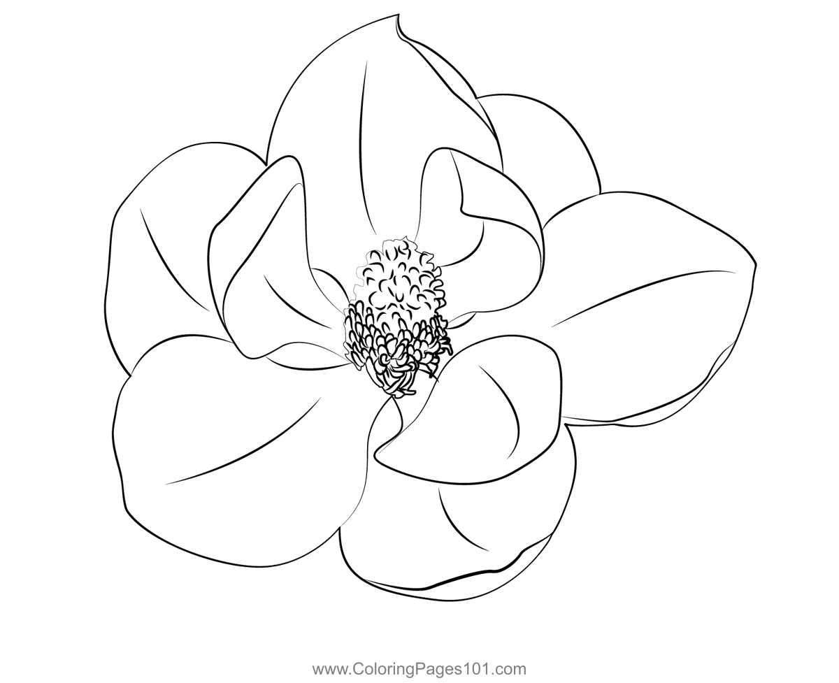 Magnolia coloring page for kids