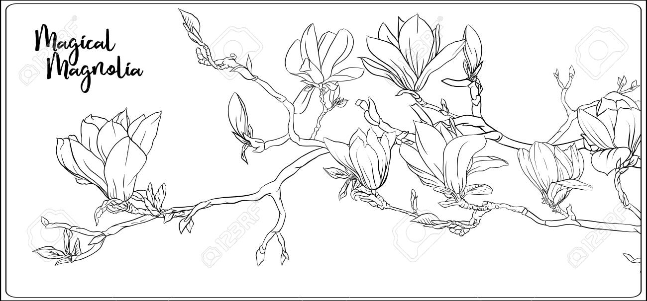 Magnolia tree branch with flowers coloring page for the adult coloring book outline hand drawing vector illustration royalty free svg cliparts vectors and stock illustration image