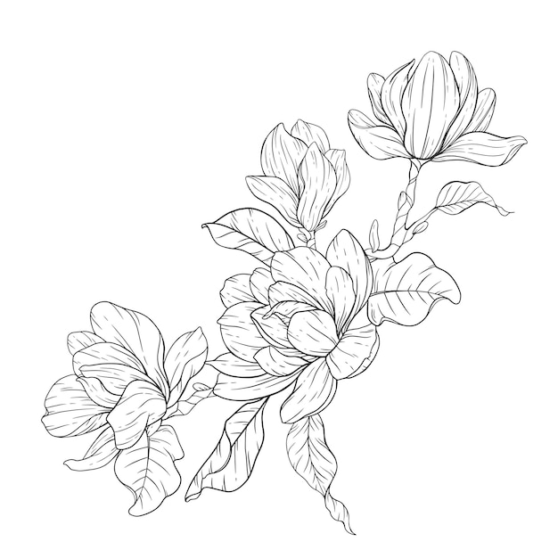 Premium vector magnolia flower line art floral coloring page outline flowers