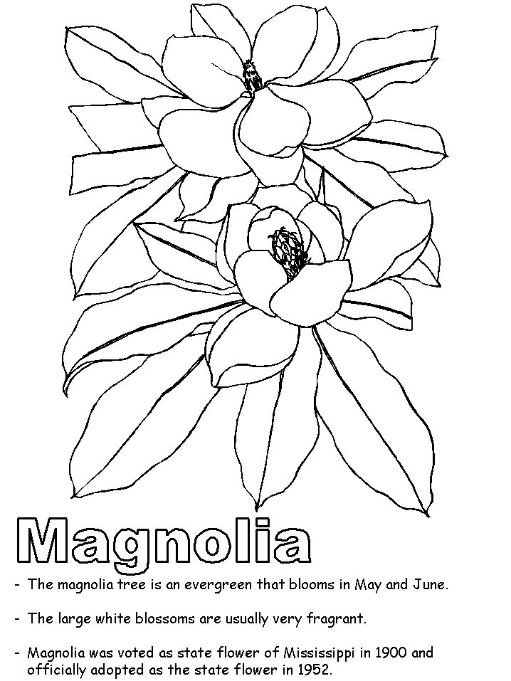 Magnolia coloring page