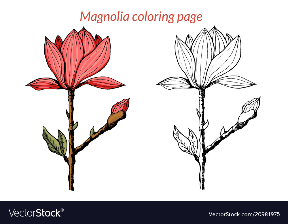 Magnolia flower coloring page royalty free vector image