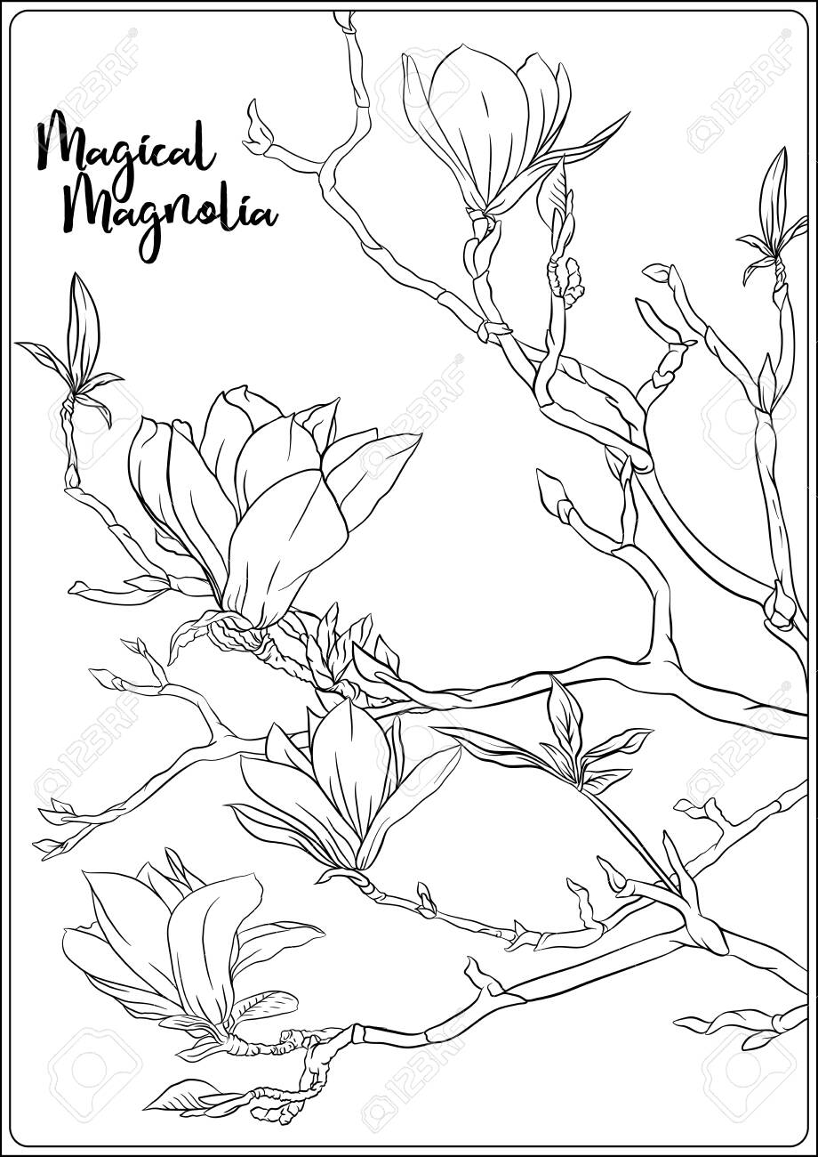 Magnolia tree branch with flowers coloring page for the adult coloring book outline hand drawing vector illustration royalty free svg cliparts vectors and stock illustration image