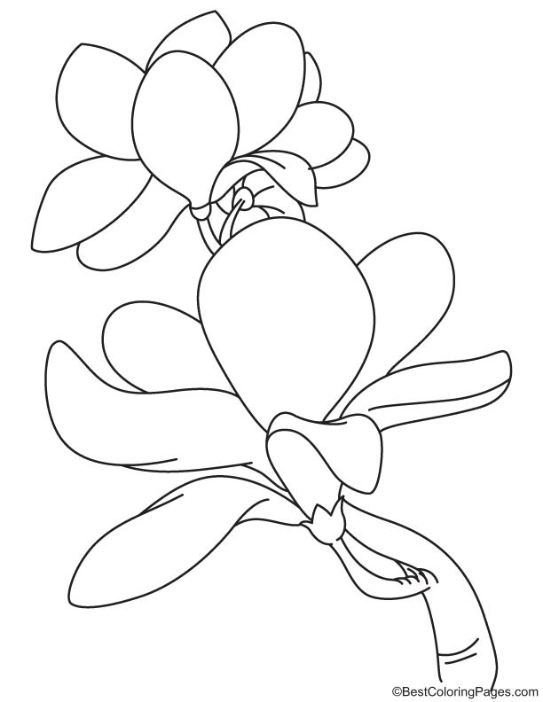 Blooming magnolia coloring page download free blooming magnolia coloring page for kids best coloring pages