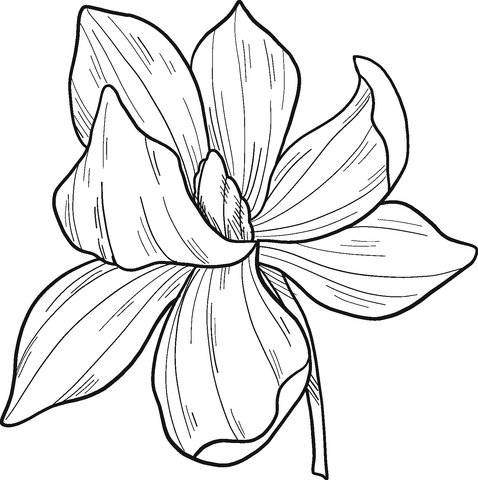 Magnolia coloring pages printable for free download