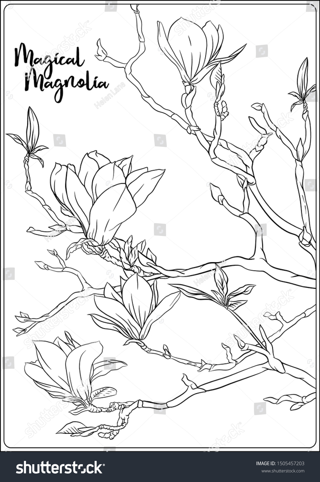 Magnolia tree branch flowers coloring page stock vector royalty free