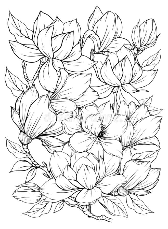 Download magnolia flowers coloring pages