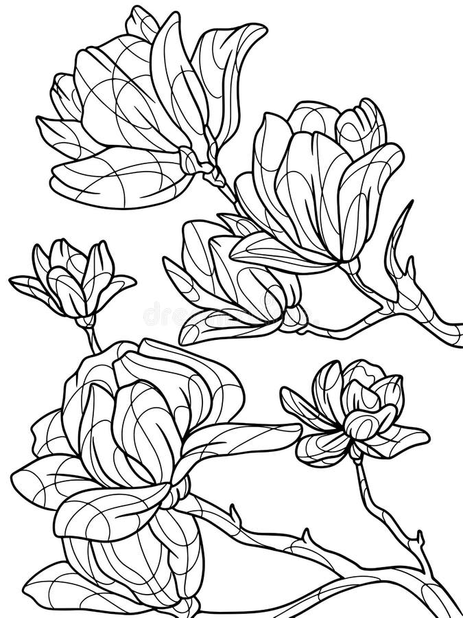 Coloring magnolia stock illustrations â coloring magnolia stock illustrations vectors clipart