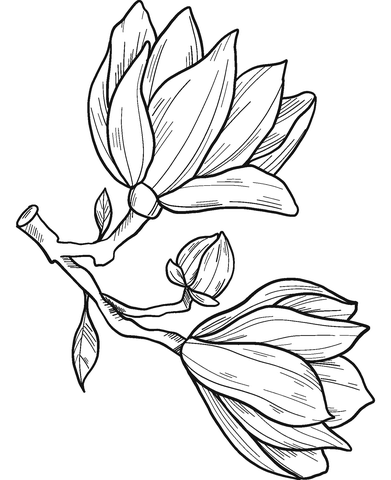 Magnolia flowers coloring page free printable coloring pages